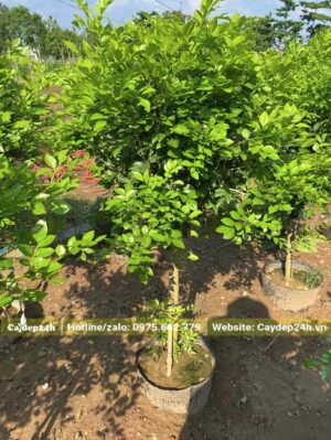 Nguyệt Quế mới lớn, thoát thân cao gần 1m