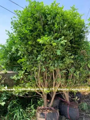 Cây lâu năm, cao 1.5m với đường kính gốc khoảng 4 - 5cm