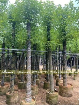 Long Não dựng thành hàng thẳng tắp có giàn đỡ, cây lớn dâm ủ 3 - 4 năm