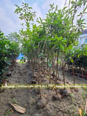 Cây giống Hồng Xiêm dâm ủ bằng cát