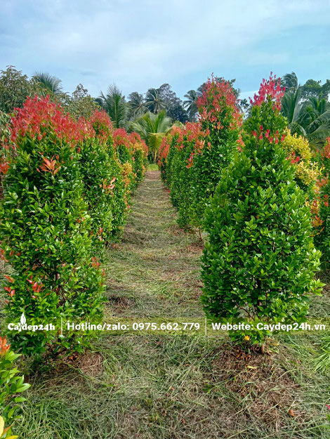 Dâm ủ hơn trăm cây Hồng Lộc lâu năm, chiều cao khoảng gần 2m