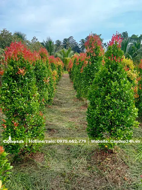 Dâm ủ hơn trăm cây Hồng Lộc lâu năm, chiều cao khoảng gần 2m