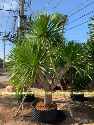 Phát Tài Núi gốc có đường kính khoảng 10 - 12cm, thân xẻ 4 - 5 nhánh