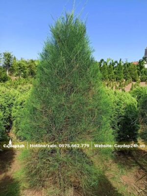 Tán cây Phí Lao hình tháp đẹp, dùng để trồng sân vườn biệt thự