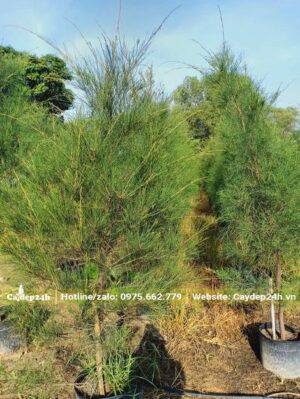 Dương Liễu trồng sẵn trong bầu, cây cao hơn 1m, tỉa tán đẹp