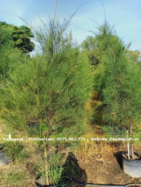 Dương Liễu trồng sẵn trong bầu, cây cao hơn 1m, tỉa tán đẹp