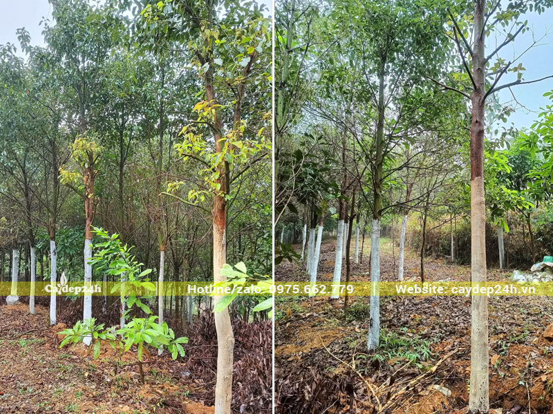 Quét vôi định kỳ để phòng sâu bệnh