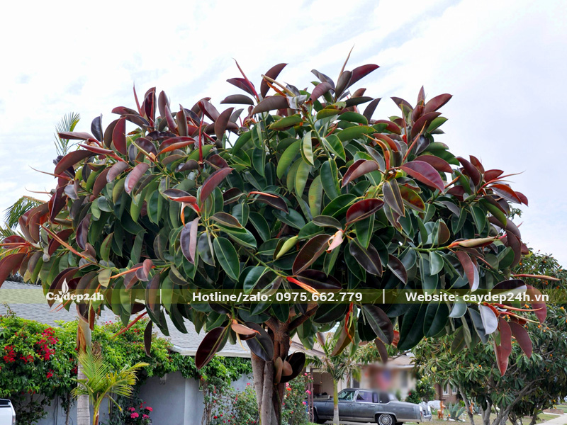 Cây Đa Búp Đỏ hợp với mệnh gì