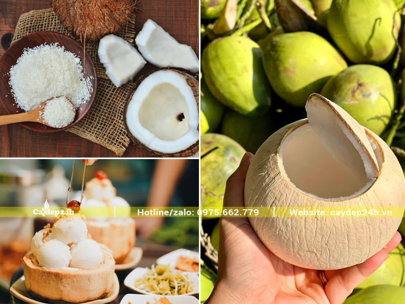 Cùi dừa và nước dừa xiêm