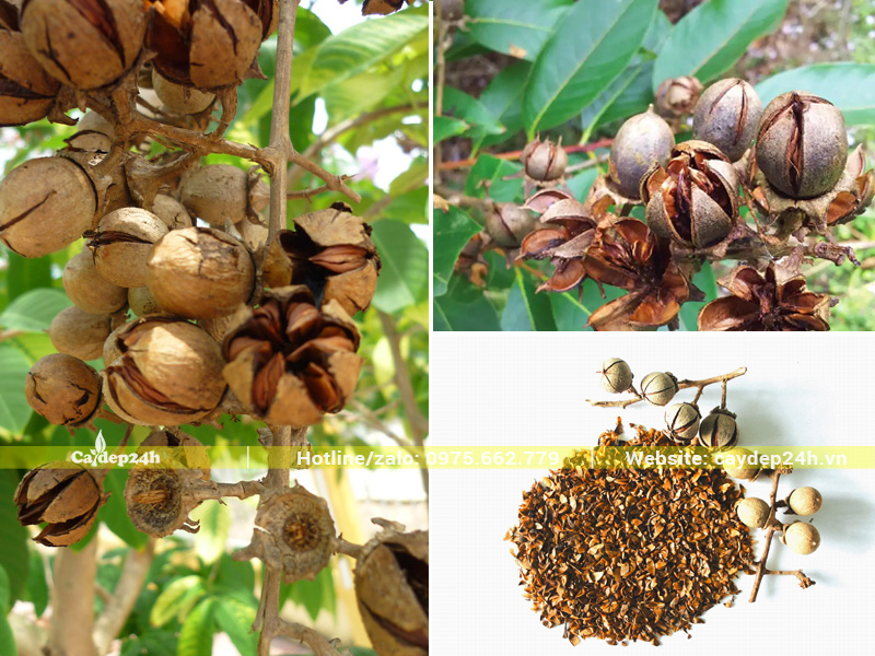 Những chùm quả bằng lăng già, khô lại và tự nứt vỏ