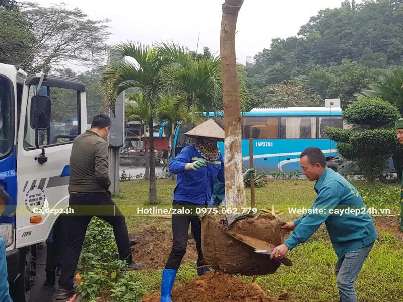 Rạch vỏ bầu trước khi đặt cây vào hố trồng