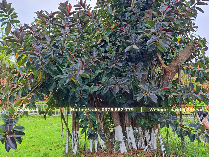 Cây Đa Búp Đỏ trồng trong khuôn viên chùa