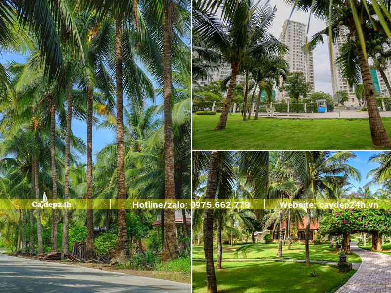 Cây dừa công trình tại các dự án sang trọng