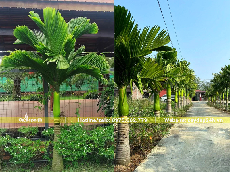 Hình ảnh cây cau lùn trồng sân vườn, trồng hàng dọc lối đi