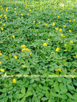 Thảm Cỏ Lạc trưởng thành phủ kín mặt đất, hoa vàng bắt đầu nở