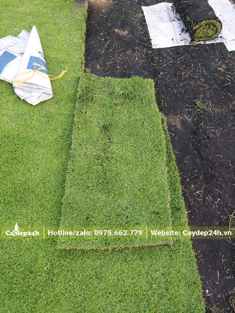 Một thảm cỏ Nhung kích thước 30x80cm mới được cắt