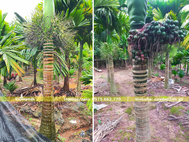Hình dáng thân cây cau lùn cổ thụ