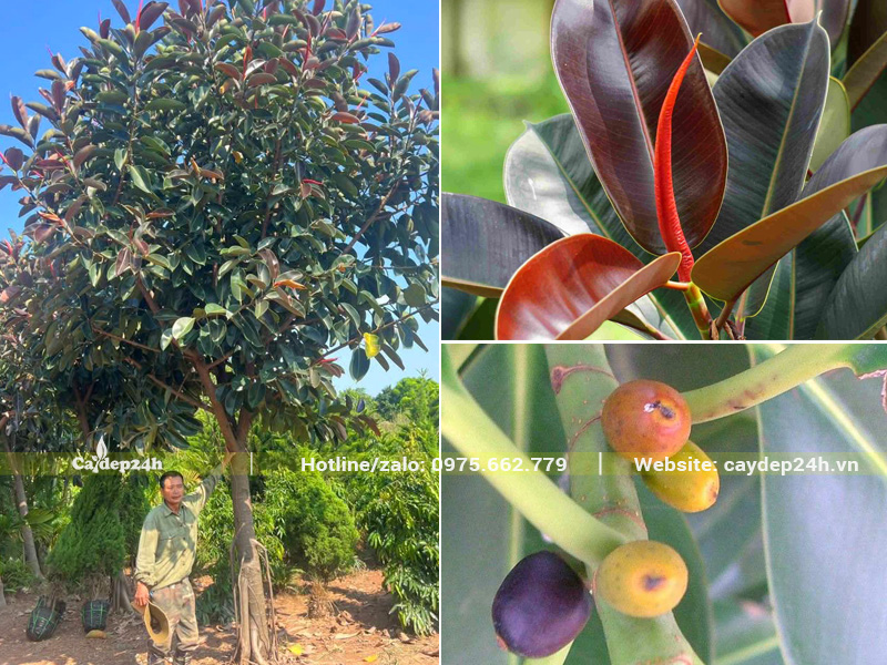 Đặc điểm nổi bật, ấn tượng của Cây Đa Búp Đỏ công trình