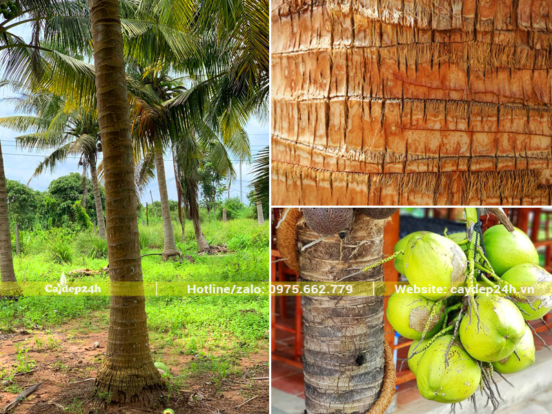 Thân cây dừa có màu nâu, trên thân có nhiều sẹo do lá rụng để lại