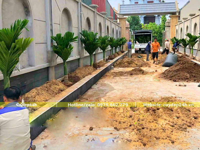 Trồng hàng cây cau lùn cao 1 - 1m2