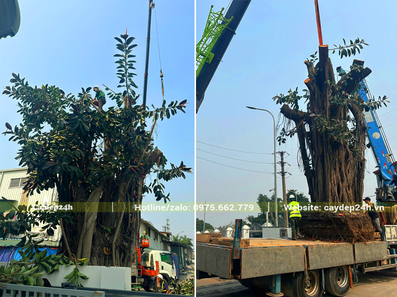 Quá trình cẩu và thi công trồng cây Đa Búp Đỏ cổ thụ