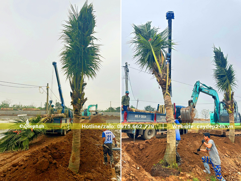 Đưa cây dừa công trình vào hố và lấp đất dưới sự hỗ trợ của cần cẩu 10 tấn
