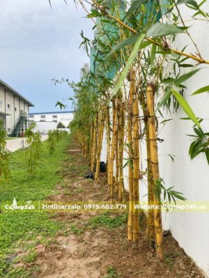 Hàng rào tre vàng trồng sát tường