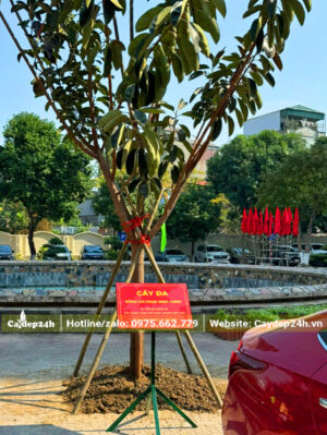 Cây mới trồng xong được chống cọc gỗ chắc chắn