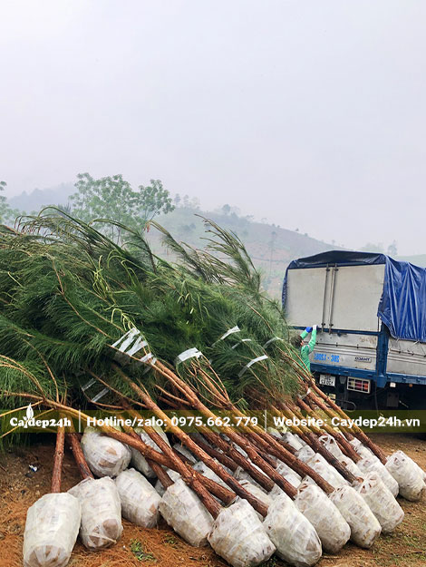 Tập kết số lượng lớn cây Thông Caribe chuẩn xếp lên xe