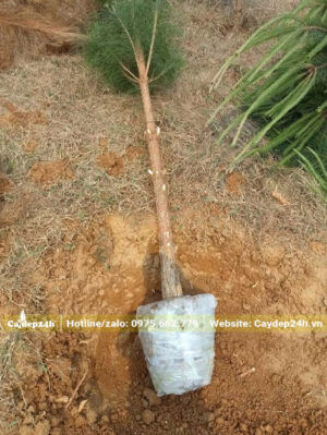 Đặt cây thông vào hố trồng đã đào sẵn