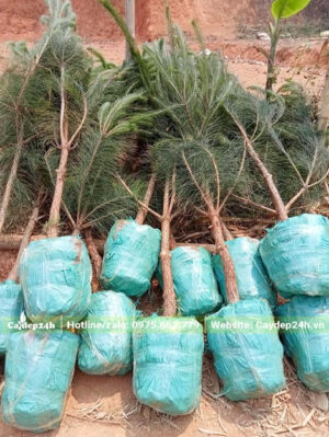 Thông Caribe chuẩn bị vỡ tán, đk gốc 3cm