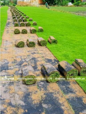 Những cuộn cỏ kích thước chiều dài khoảng 1m mới được thu hoạch