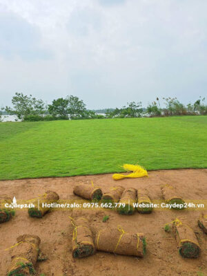 Mua cỏ Nhung Nhật công trình ở Hà Nội