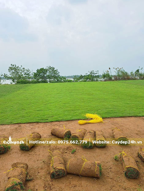 Mua cỏ Nhung Nhật công trình ở Hà Nội