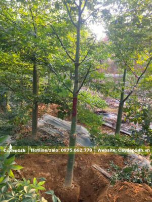 Cây Mỹ Nhân bứng thẳng, đường kính gốc từ 13cm