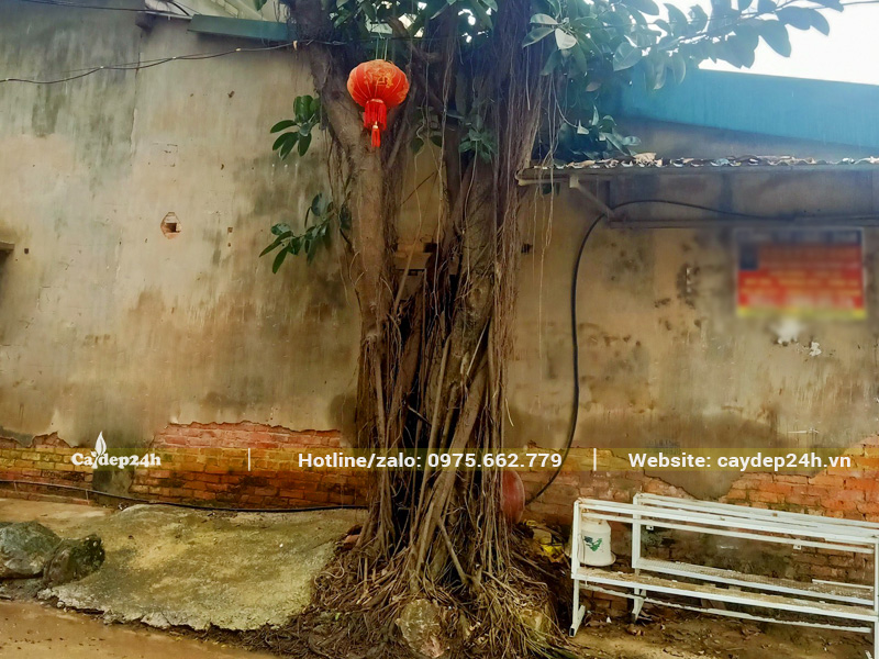 Rễ cây đa búp đỏ ăn nổi, phát triển khá mạnh mẽ