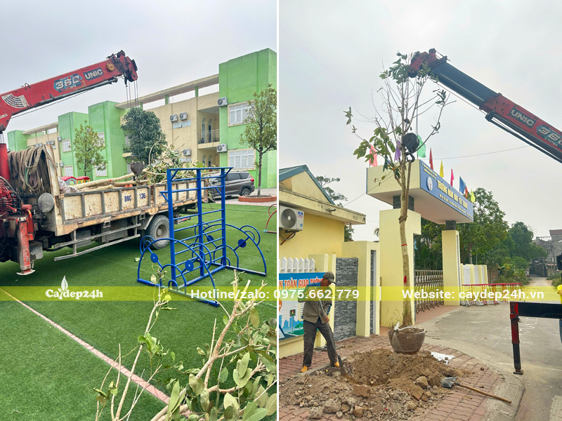 Cẩu hạ cây bằng lăng công trình đường kính gốc 15cm