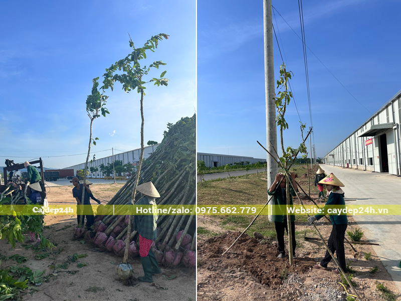 Công nhân đang đưa từng cây bằng lăng đến hố trồng và tiến hành thi công