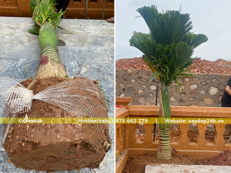 Thi công và bảo hành cây cau lùn lâu năm trồng cho khu lăng mộ