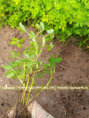 Tách Cỏ Lá Lạc thành những khóm nhỏ 4 - 5 thân