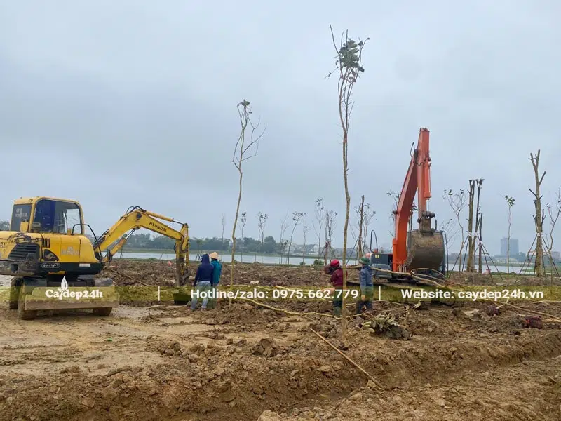 Dùng máy xúc để đào hố trồng cây công trình