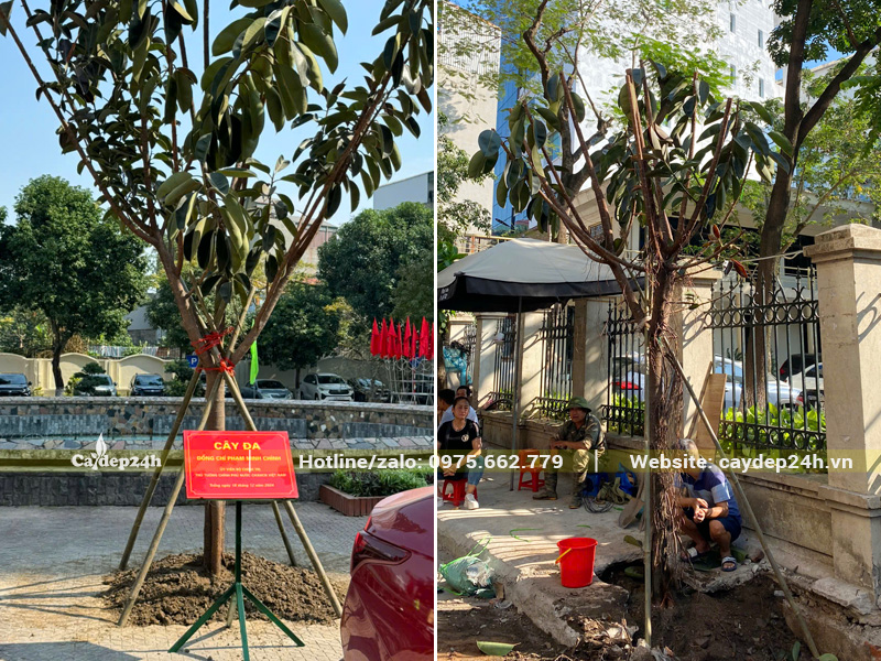 Trồng và chống cọc gỗ chắc chắn cho cây đa búp đỏ đường kính gốc 10 - 15cm