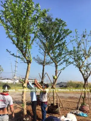 Đào Tiên dâm ủ bầu nổi chiều cao khoảng 5m