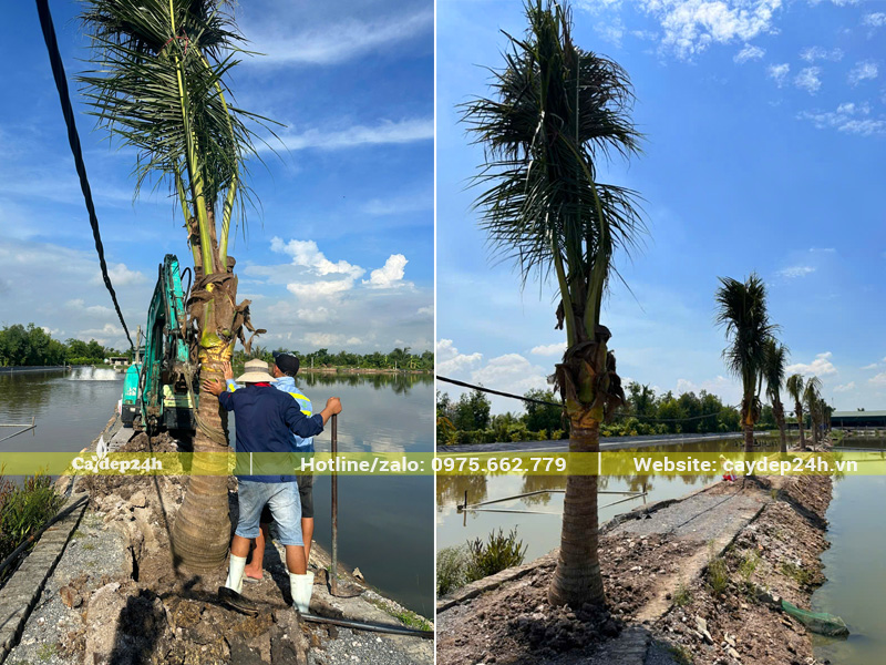 Trồng cây dừa công trình bao quanh ao nuôi cá tại Quảng Ninh