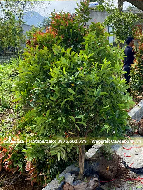 Cây Hồng Lộc đk gốc 3cm, đk bầu 30cm