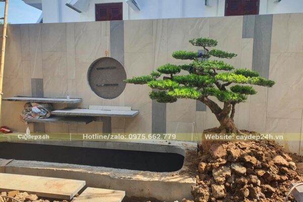 Trồng cây Tùng La Hán trong sân khu biệt thự tại Hòa Bình làm tiểu cảnh