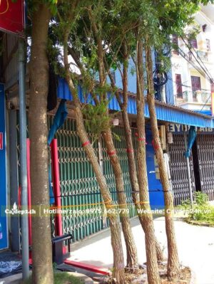 Cây Liêu Đỏ lâu năm, đk gốc 10cm vừa chuyển cho khách