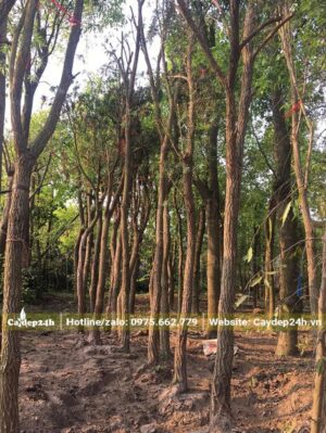 Dâm ủ cây Liễu Đỏ bằng đất cát ẩm