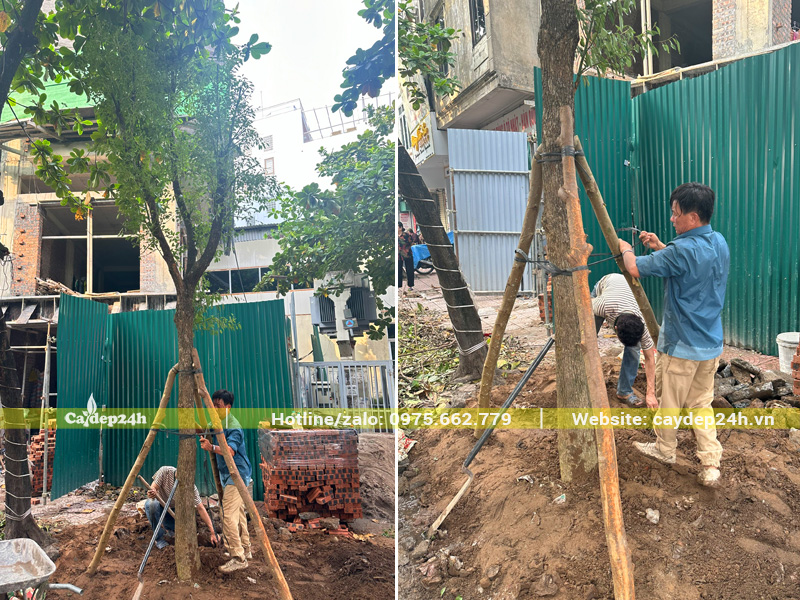 Trồng cây long não trước nhà phố hiện đại, cách cổng khoảng 3m