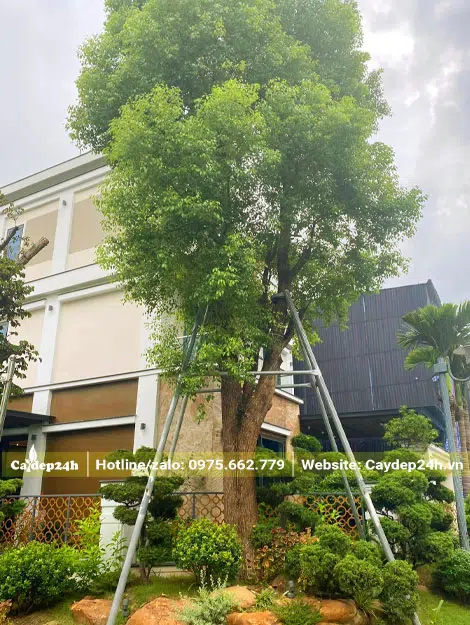 Long Não trồng tiểu cảnh sân vườn biệt thự